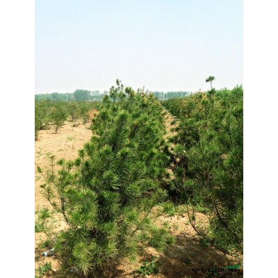 出售各种乔木（法桐、白蜡、白皮松、国槐）