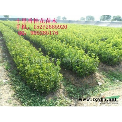 中国桂花之乡------丹桂苗状元红丹桂苗批发