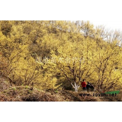 *林田供应山茱萸独杆，丛生都有