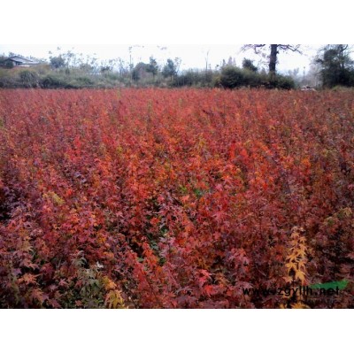 国槐.刺槐.白皮松.油松.侧柏.香花槐.苹果树.山楂树.杏树