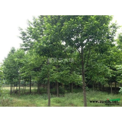 长沙地区供应3-6公分红叶李