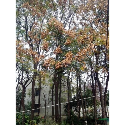 供用大胸径栾树，1m以上胸径1000~400