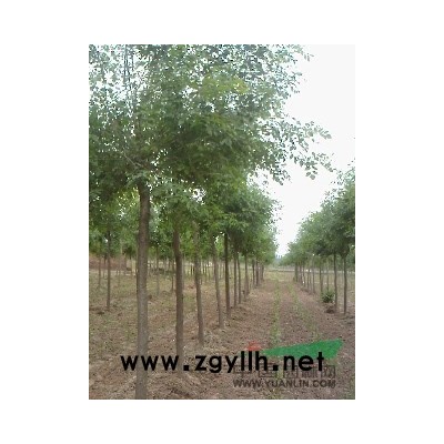 8公分国槐树价格