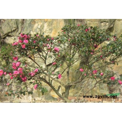 紫薇*新价格/紫薇报价