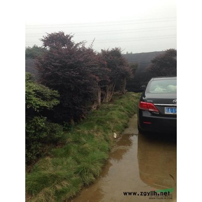 园子拆迁大甩卖桂花盆景6梨树10-15厘米48株铁树等，求打包，。！！！