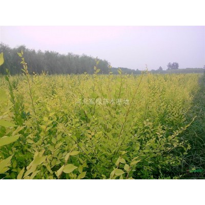 河北保定供应1-12公分国槐