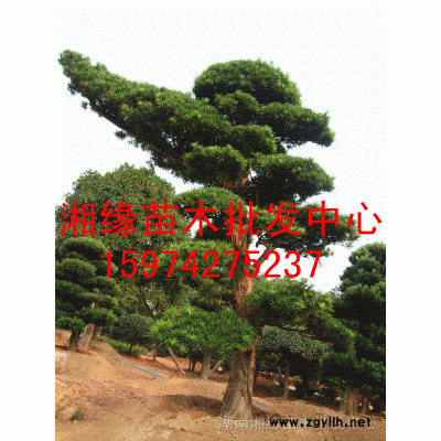 大叶香樟、杜英、黄山栾树