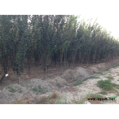 供应10公分五角枫