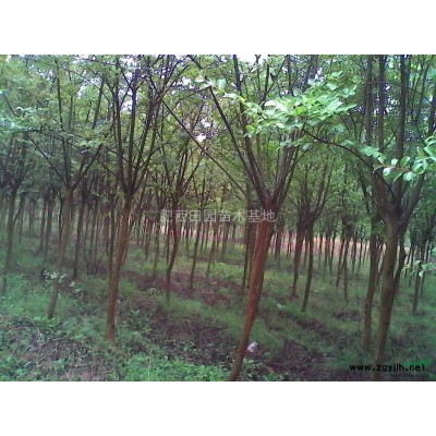 地径3-5公分优质紫薇