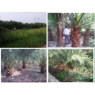 老人葵和银海枣