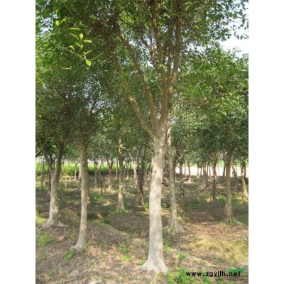 供应6-10公分袋苗白兰花