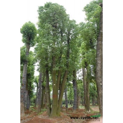中国 湖南 益阳 移栽香樟 绿化苗木