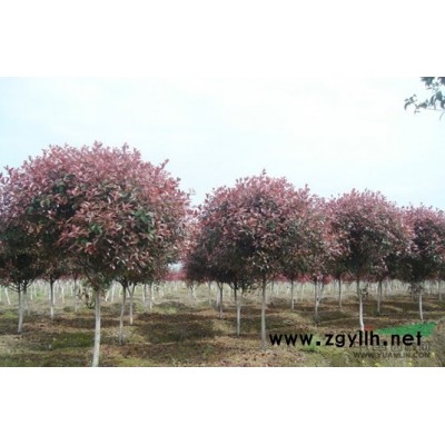 大量供应红叶石楠球、高干、苗