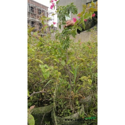 供应四季红三角梅  高60-80CM  冠幅40-50CM