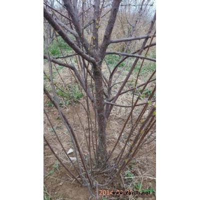 急售榆叶梅3到4公分