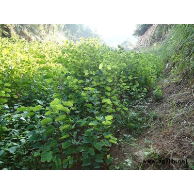 供应 香樟苗,香椿苗,秋枫苗,九里香,苹婆苗,小叶榕,紫薇。