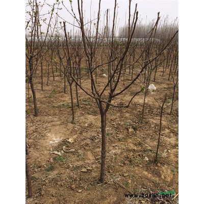 青岛开发区一批海棠