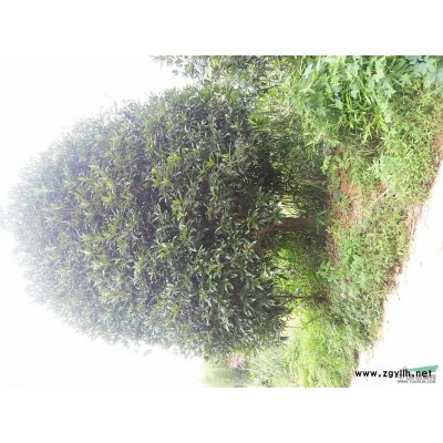 供应15 到20的大叶丹桂