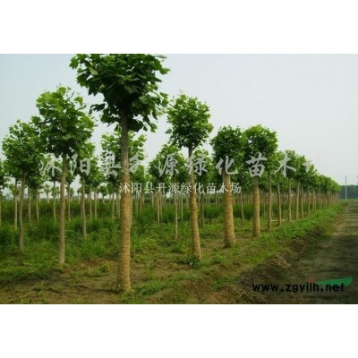 棕榈供应/棕榈图片