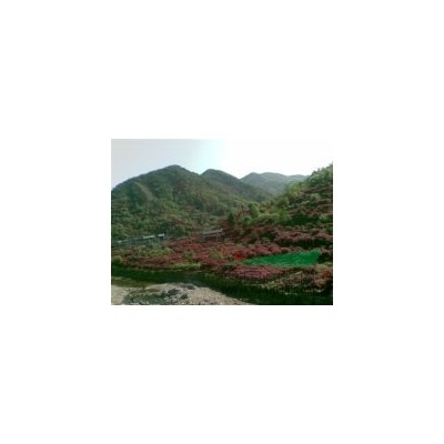 出售6-10公分红枫，6-12公分樱花