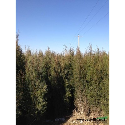 大量出售侧柏  国槐  白蜡