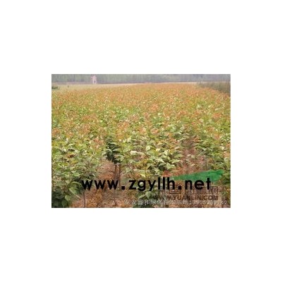 山东青岛大量供应樱花、海棠、紫叶李、百日红（紫薇）苗木