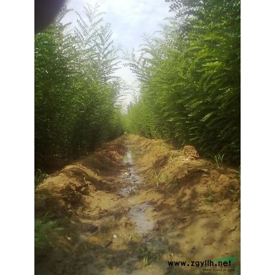 供应4公分速生白蜡