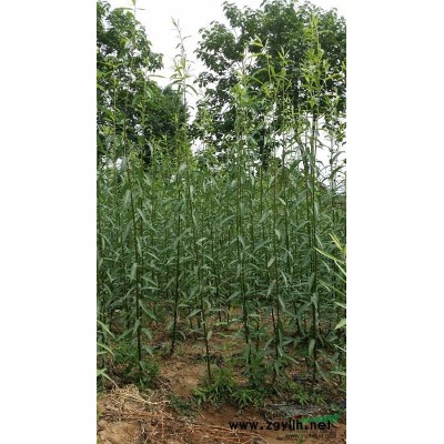 美国改良竹柳、竹柳幼苗、中华红叶杨、全红杨。