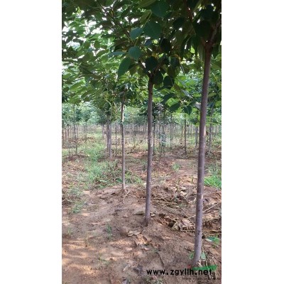 山东日照五莲地区樱花