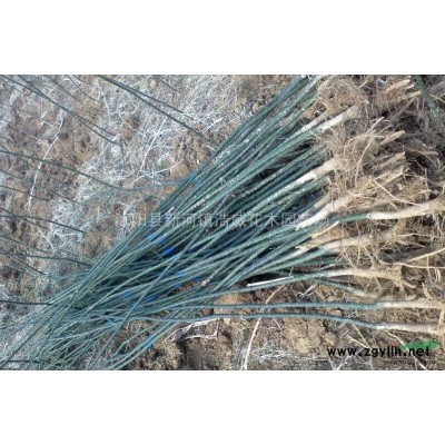 常年供应国槐、紫荆、紫薇、栾树、连翘、大叶黄杨等绿化苗