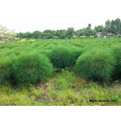 广东桩景大红花信息