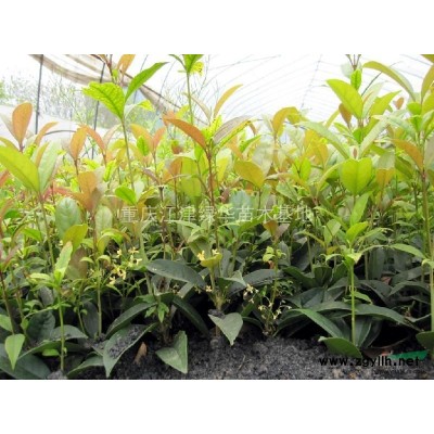 供应香樟苗|重庆香樟苗| 优质香樟苗