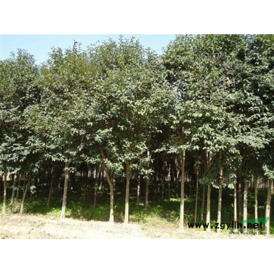 大量供应各种绿化苗木