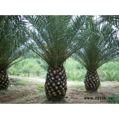 长期供应蓝花楹，老人葵加拿利海枣及大量袋苗