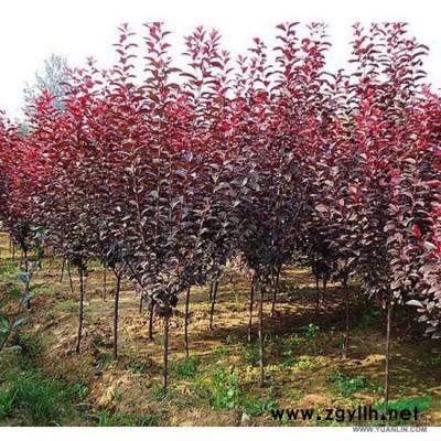 本基地供应各种绿化苗木