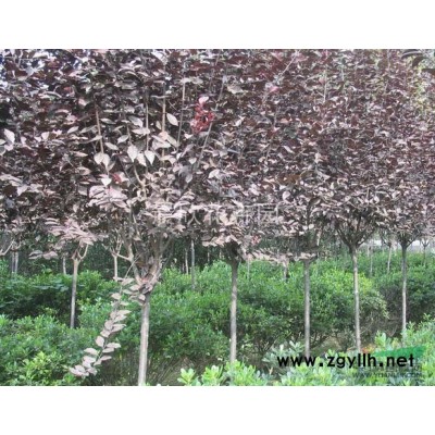 红叶李 国槐  紫薇