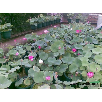 江苏荷花10介绍