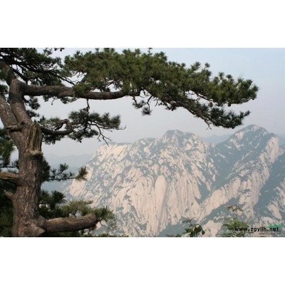 苍翠挺拔的白皮松