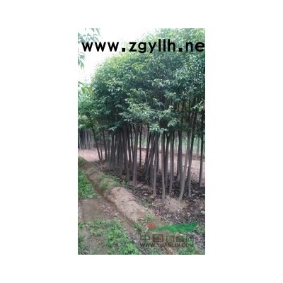 供应大叶女贞6公分