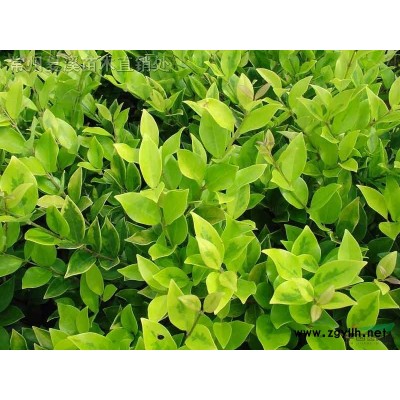 无刺构骨球