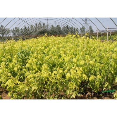 河南金叶白蜡。河南金叶复叶槭