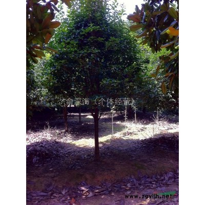 广玉兰直销（浙江诸暨 ）