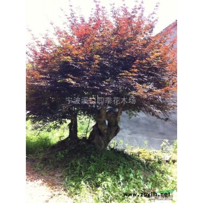 精品大红枫15-20公分