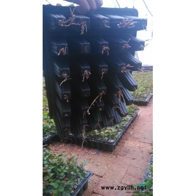 美国红火箭紫薇、美国红枫扦插苗，低价销售!