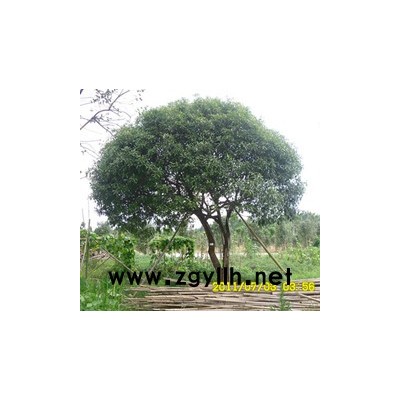 湖南龙爪槐 香樟