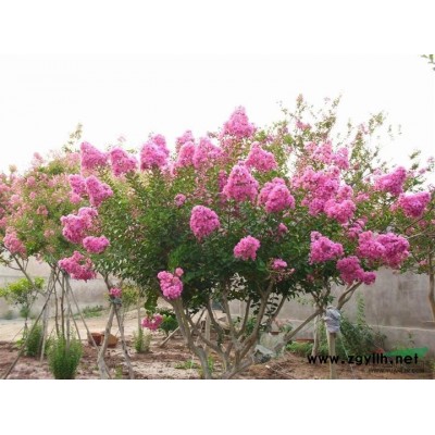 广玉兰图片\广玉兰报价