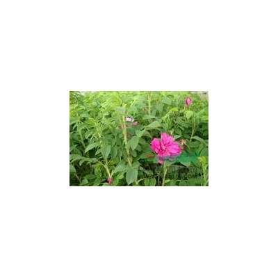 济南平阴低价出售丰花一号玫瑰苗10-40分公高