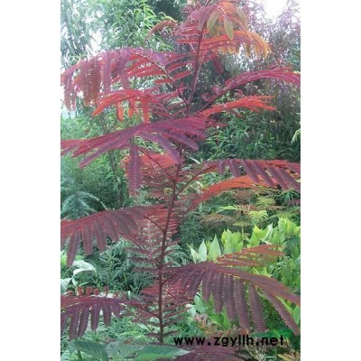 供应北美枫香 花叶枫香 国产枫香 *枫香