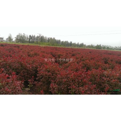 供应大量红叶石楠球蓬径80,100,120,150cm