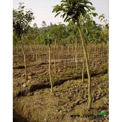 提供：黄葛树苗、天竺桂苗、香樟杯苗、摇钱树苗、银杏苗黄花梨苗